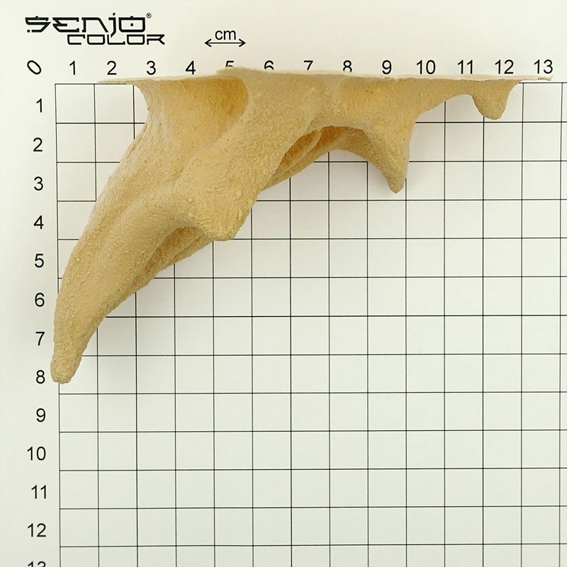Dragon Ear Latex Application Size