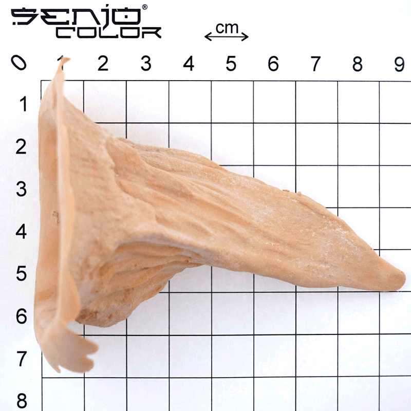 Twist horns latex application dimensions 2