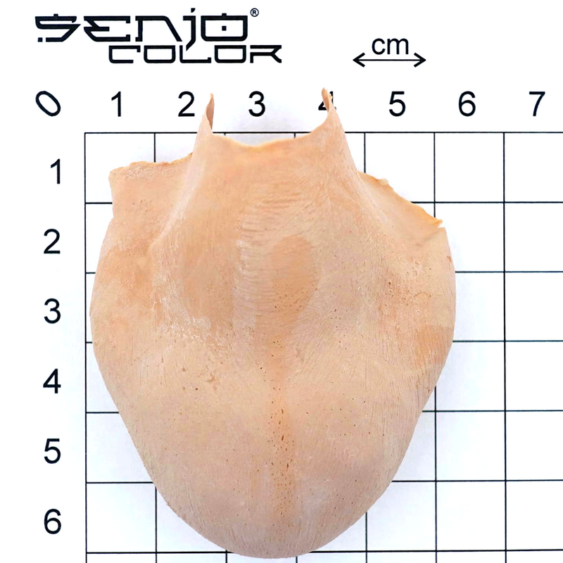 Gnubbelnose II latex application dimensions