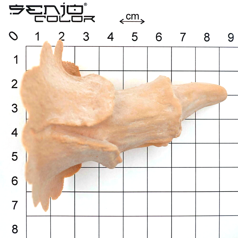 Cliffs horns latex application dimensions 2