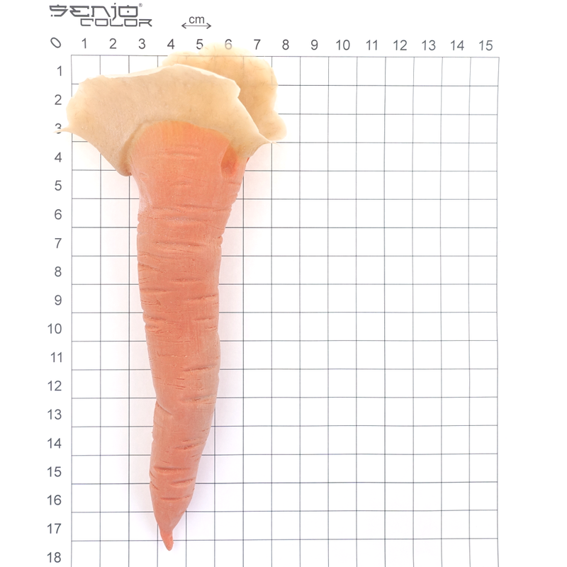 Snowman carrot size view