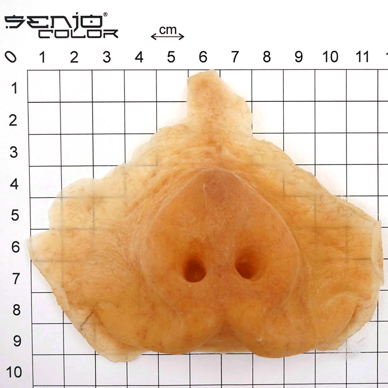 Latex applique pig nose small dimensions