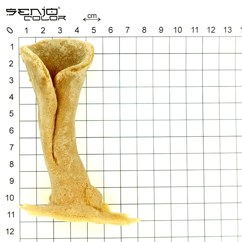 Trumpet ears latex dimensions