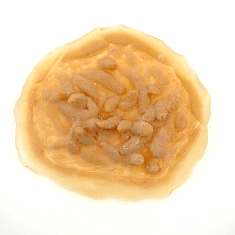 Maggot wound latex application