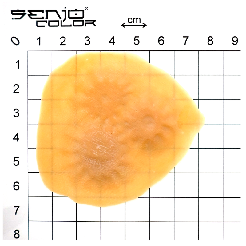 Latex application gear implant dimensions