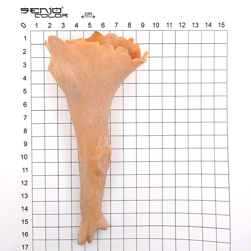 Aesthetic nose size overview