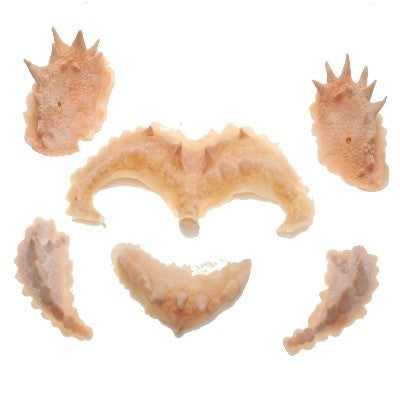 Lizards Face Latex Application