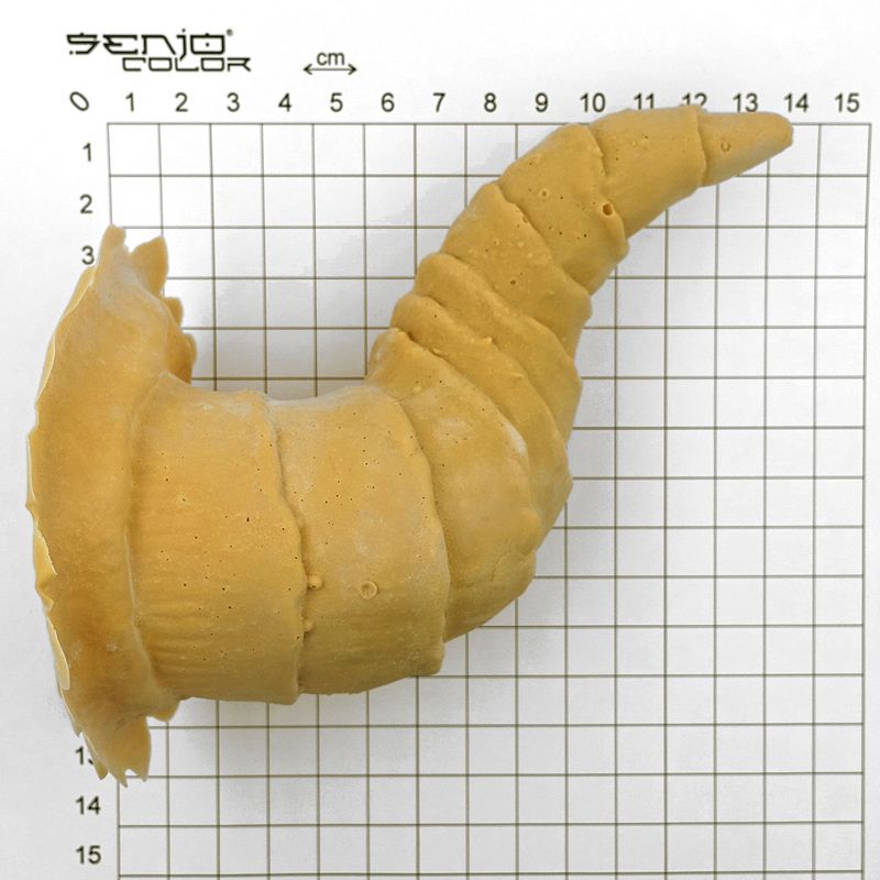 Maxi horns latex application in cm