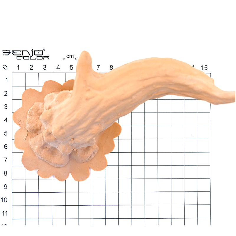 Deer horns size view 2