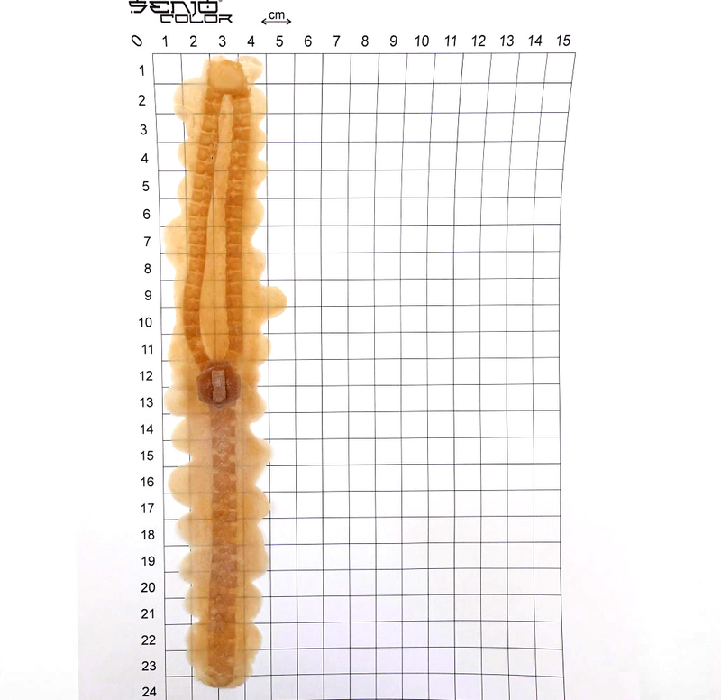 Latex application zipper dimensions